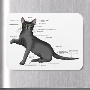 Ímã Diagrama de Anatomia de Gato Engraçado Humor Nerd