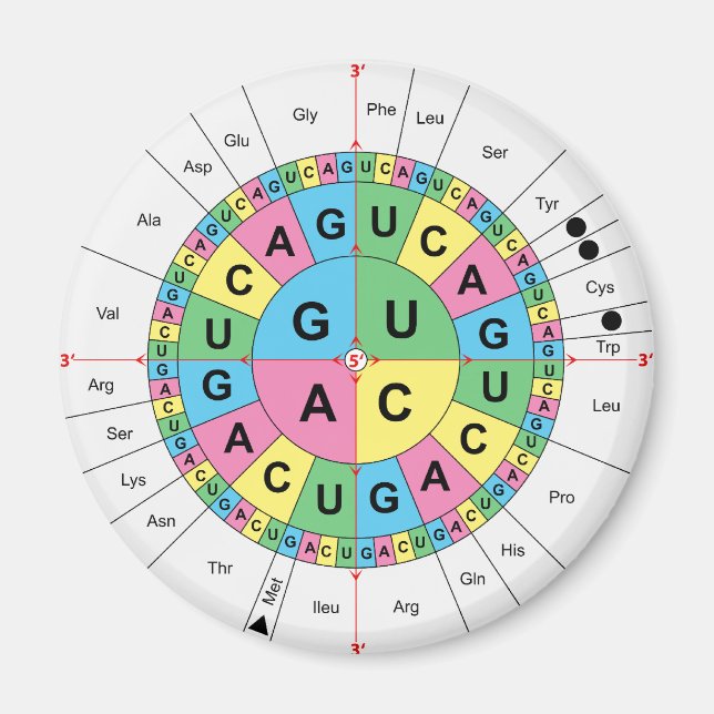 Imã Diagrama de Mesa de Sequência Base Aminoácida (Frente)
