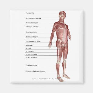 Imã Diagrama do sistema muscular