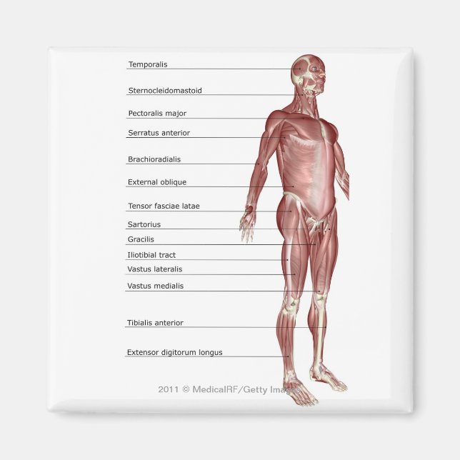 Imã Diagrama do sistema muscular (Frente)