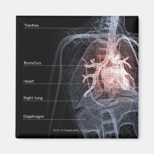 Imã Diagrama do sistema respiratório e do coração