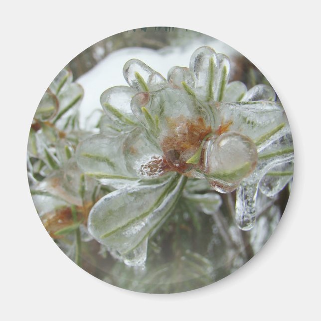 Imã Dicas de Arborvitae no Gelo (Frente)