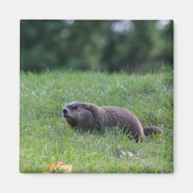 Imã Digger de Buraco do Diabo (Frente)