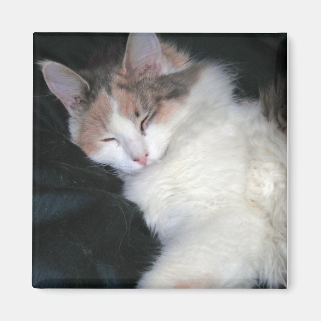 Imã Diluir Calico Kitten Dormindo (Frente)
