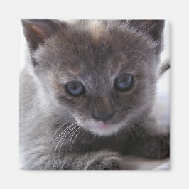 Imã Diluir TortoisesInferno