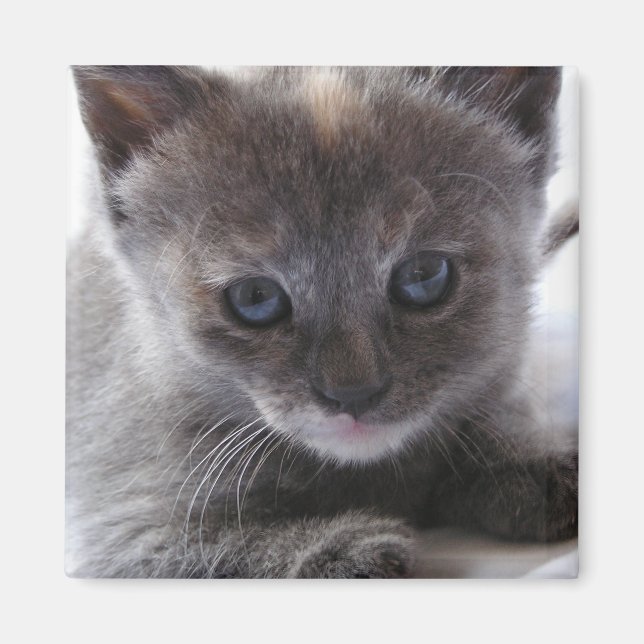 Imã Diluir TortoisesInferno (Frente)