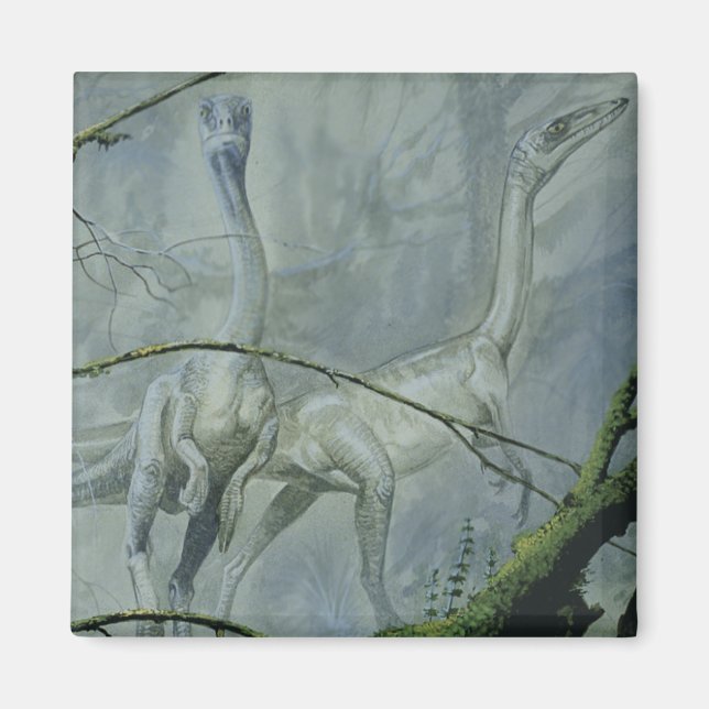 Imã Dinossauros Vintage, Megapnosaurus aka Syntarsus (Frente)