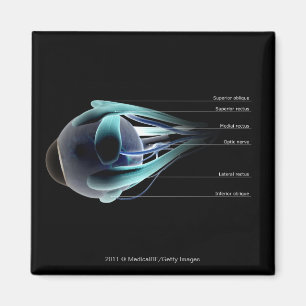 Imã Disposição de todos os músculos no olho humano