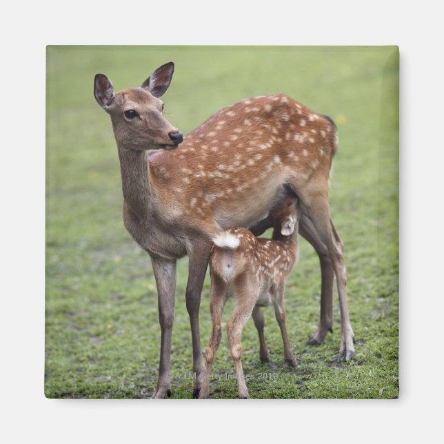 Imã Distrito de Nara, Honshu, Japão 2 (Frente)