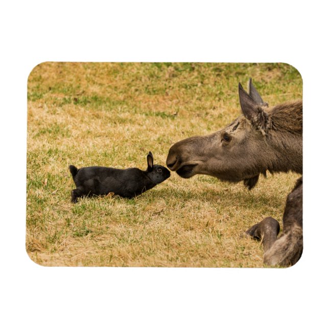 Ímã Diversity (Horizontal)