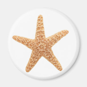 Imã divertimento da estrela do mar