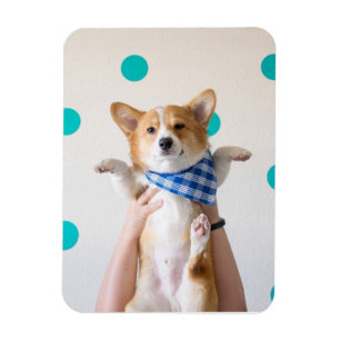 ímã do corgi do karaté