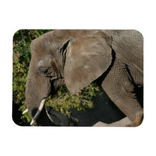 Ímã do elefante