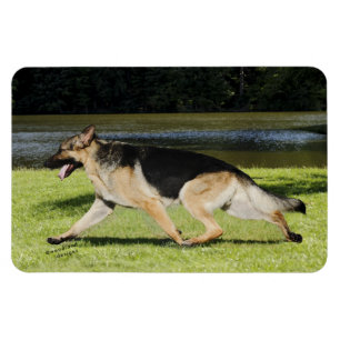 Ímã do german shepherd