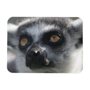 Ímã do Lemur do Ringtail