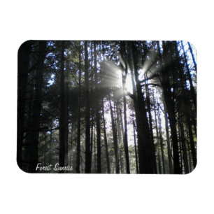 Ímã do nascer do sol da floresta