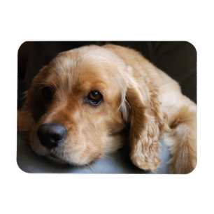 Ímã do prêmio de cocker spaniel
