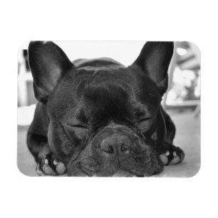 Ímã do prêmio do buldogue francês