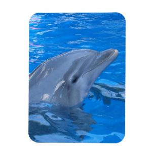 Ímã do prêmio do golfinho de Bottlenose