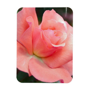 Ímã do prêmio do rosa do rosa