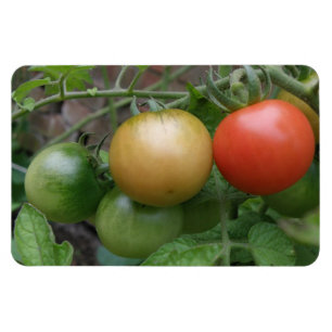 Ímã do prêmio dos tomates do sinal