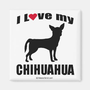 IMÃ DO "RAÇA CÃO" - CHIHUAHUA - "EU AMO MINHA