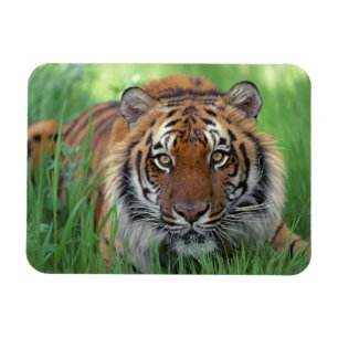 Ímã do tigre