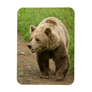 Ímã do urso