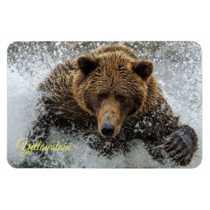 Ímã do Yellowstone-Urso
