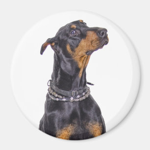 Imã Doberman com olhar Sneaky
