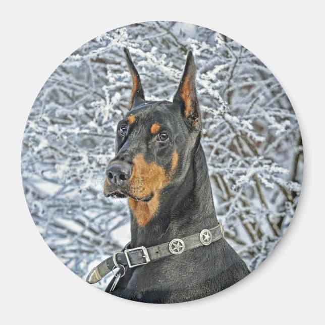 Imã Doberman Fosty Day (Frente)
