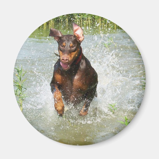 Imã Doberman Magnet (Frente)