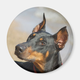 Imã Doberman Magnet