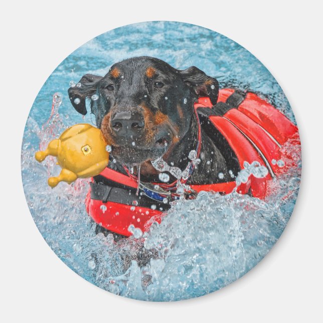 Imã Doberman Nadando Com Brinquedo Favorito (Frente)