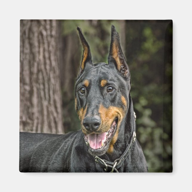 Imã Doberman no Forest Magnet (Frente)