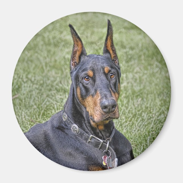 Imã Doberman no Grass Magnet (Frente)