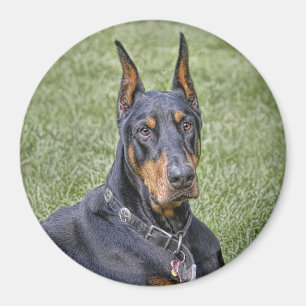 Imã Doberman no ímã da grama