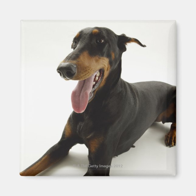 Imã Doberman Pinscher 2 (Frente)