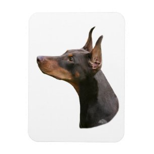 Ímã Doberman Pinscher - cabeça vermelha/castanha