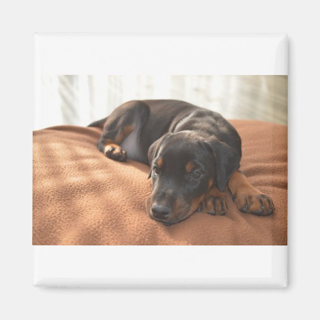 Imã doberman-pinscher-filhote (Frente)