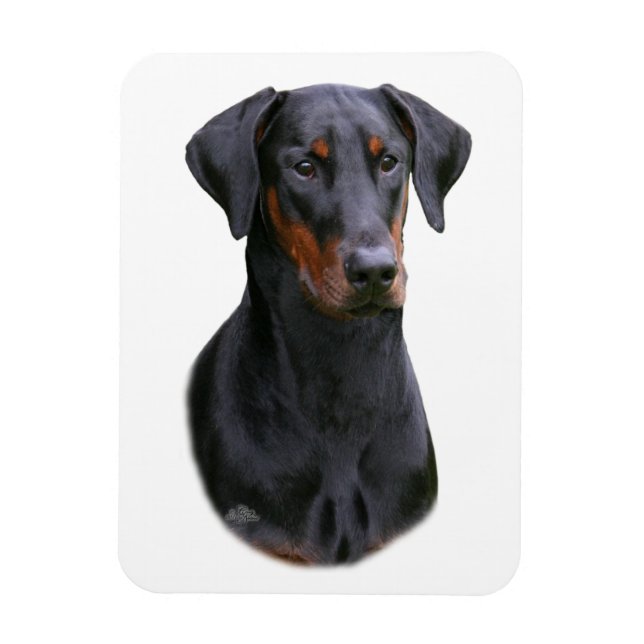 Ímã Doberman Pinscher - Magnet negro natural (Vertical)