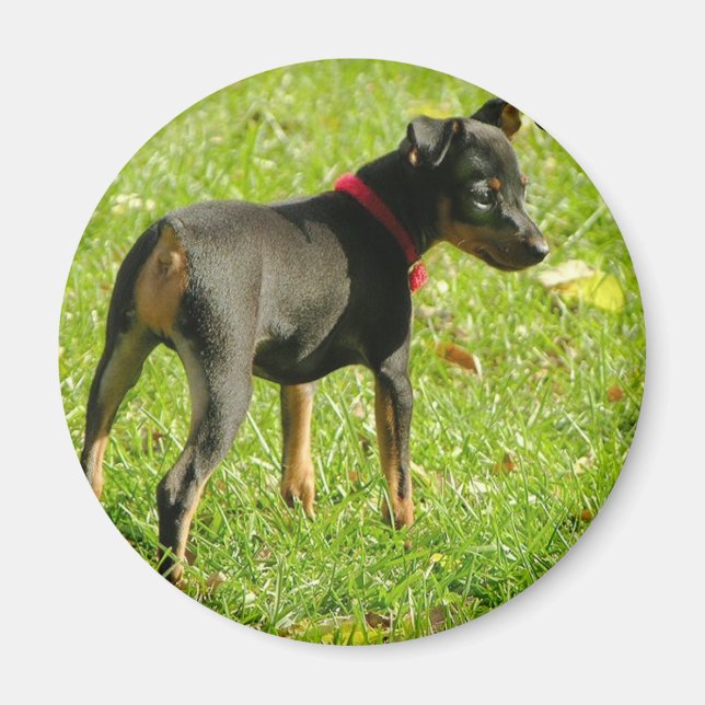 Imã Doberman Puppies Round Magnet (Frente)
