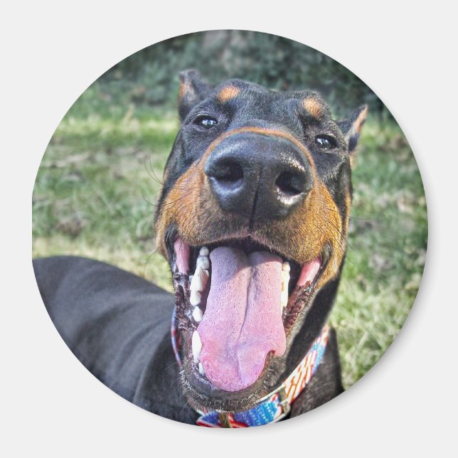 Imã Doberman Smiling (Frente)