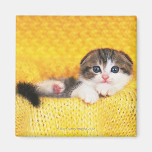 Imã Dobra do Scottish; é uma raça do gato com um