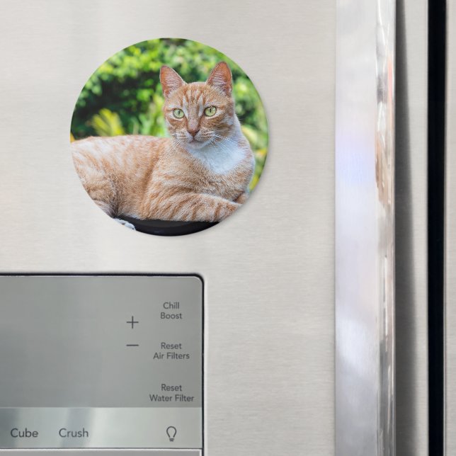 Imã Doce gatinho (In Situ (Fridge))