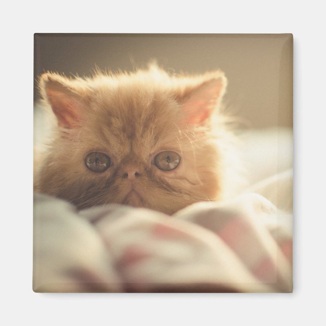 Imã Doce gatinho fique quente (Frente)