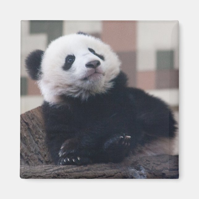 Imã Doce Giant Panda Baby (Frente)