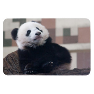 Ímã Doce Giant Panda Baby