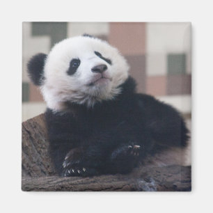Imã Doce Gigante Panda Baby