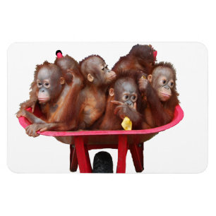 Ímã Doce Rosto de Bebê Barril de Macacos